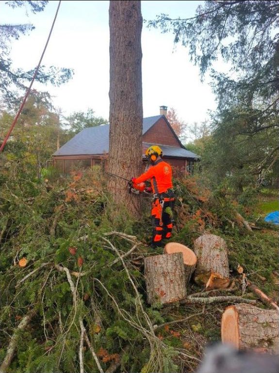Abattage et débitage d'un arbre