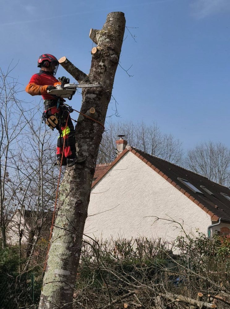 Démontage d'un tronc près d'une maison