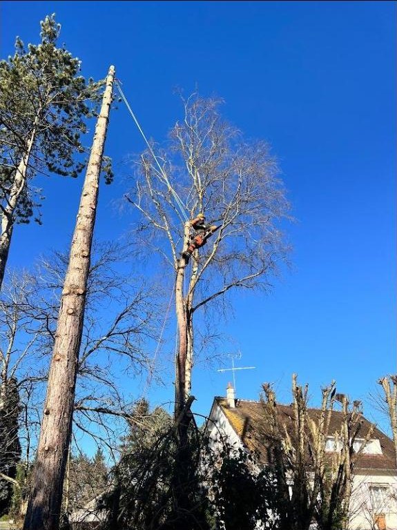 Démontage d'arbres par grimpe