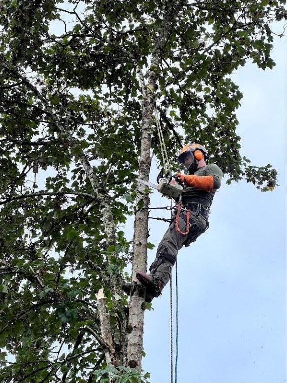 Taille en hauteur dans un arbre feuillu