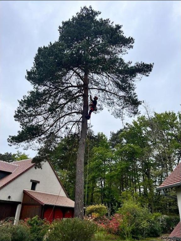 Démontage d'un grand pin près d'une maison